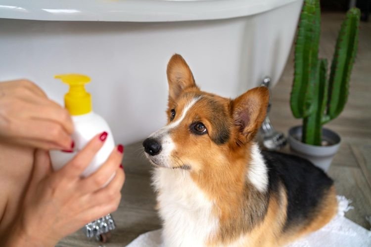 Helpful Resources That Worked for Me Dog spraying the spray to relax themselves to help ease anxiety