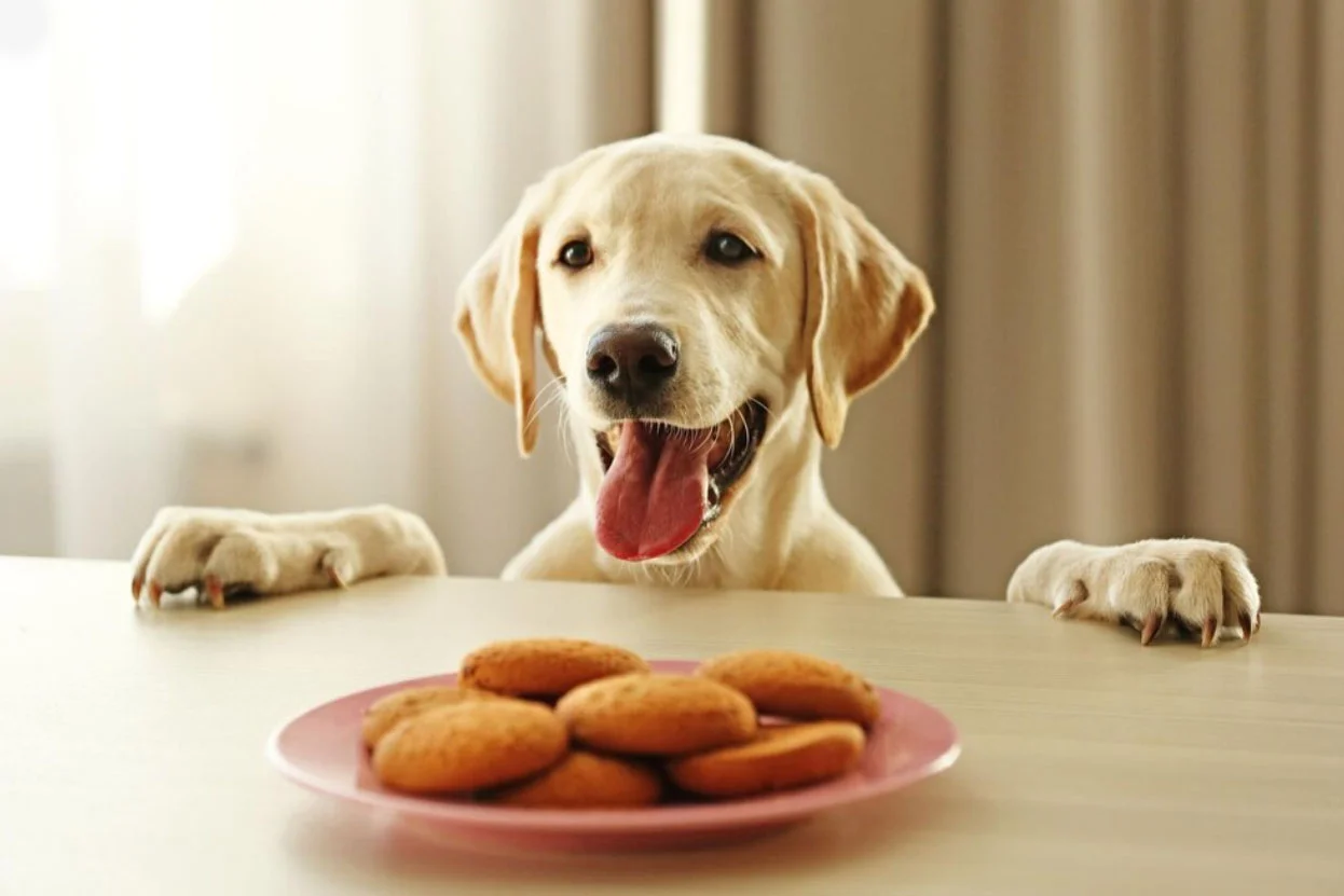 A happy dog sitting next to a plate of homemade treats on a kitchen counter. Alt Text: A joyful dog that is impatiently waiting for homemade cookies