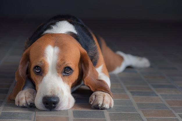 Myth Busters What People Get Wrong About Dog Anxiety Dog anxious with signs of stress dispelling myths about dogs.