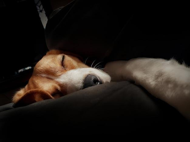 Night Routine Reset -- Ending Anxiety Before It Starts The dog is resting quietly at night, as part of the routine to lessen anxiety