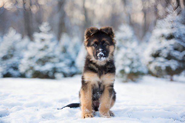  A magical snowy road and a black German Shepherd puppy out of a bush magically appears all of a sudden, and it is snowing. A black Valdez German shepherd puppy got out nestlings in the cold in the snow trail, and that was the head of one exciting find in the rescues.