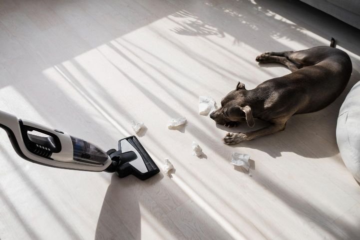 Understanding the Hidden Triggers of Dog Anxiety Pet reacts to the triggers of household life, which is the most common reason for pet anxiety