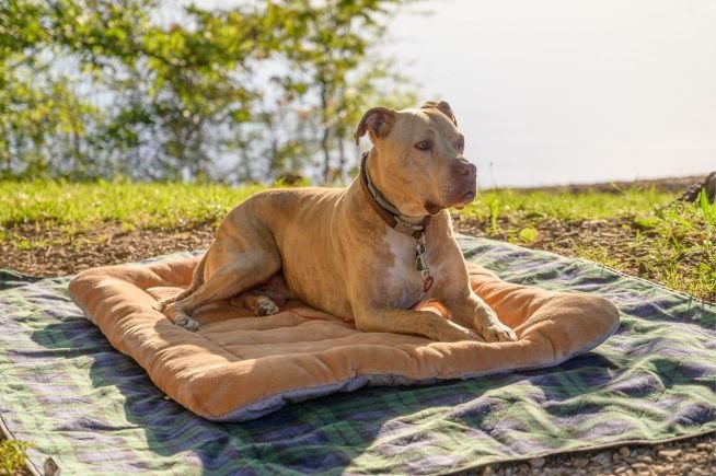 Calm dog resting in a peaceful environment, illustrating reduced pet anxiety